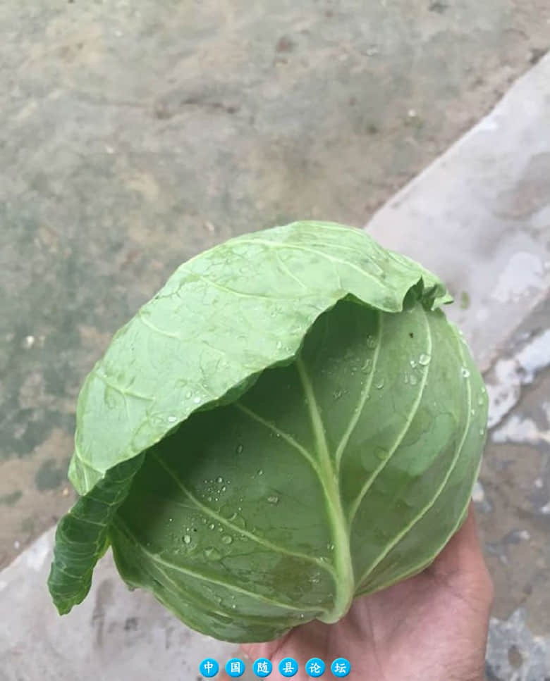 湖北随县甘蓝行情解析主要价值,生活史,生活条件,分布概况
