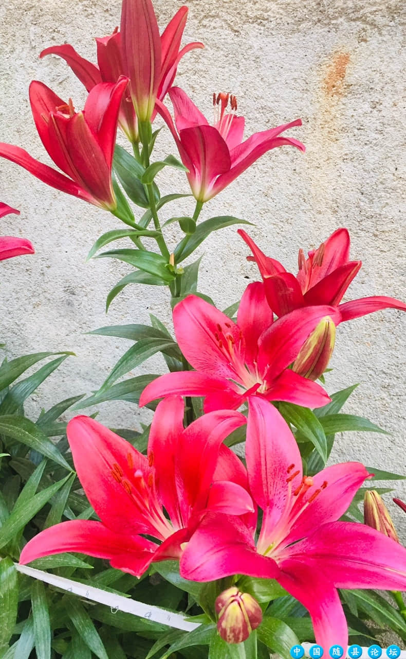 看看我家百合花全都开了哟、百合花能开几天,百合花叶子上全是黑点,盆栽百合花一年开几次,百合花种植全过程