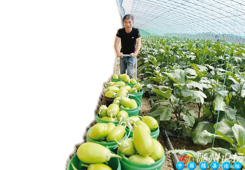 均川镇胡家台村：大棚青茄助民乘上“致富车”大棚青茄,蔬菜种植,农业发展